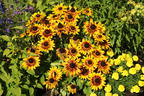 Sonnenhut Sunbeckia ® 'Alicia' - Rudbeckia Sunbeckia ® 'Alicia'