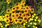 Sonnenhut Sunbeckia ® 'Alicia' - Rudbeckia Sunbeckia ® 'Alicia'