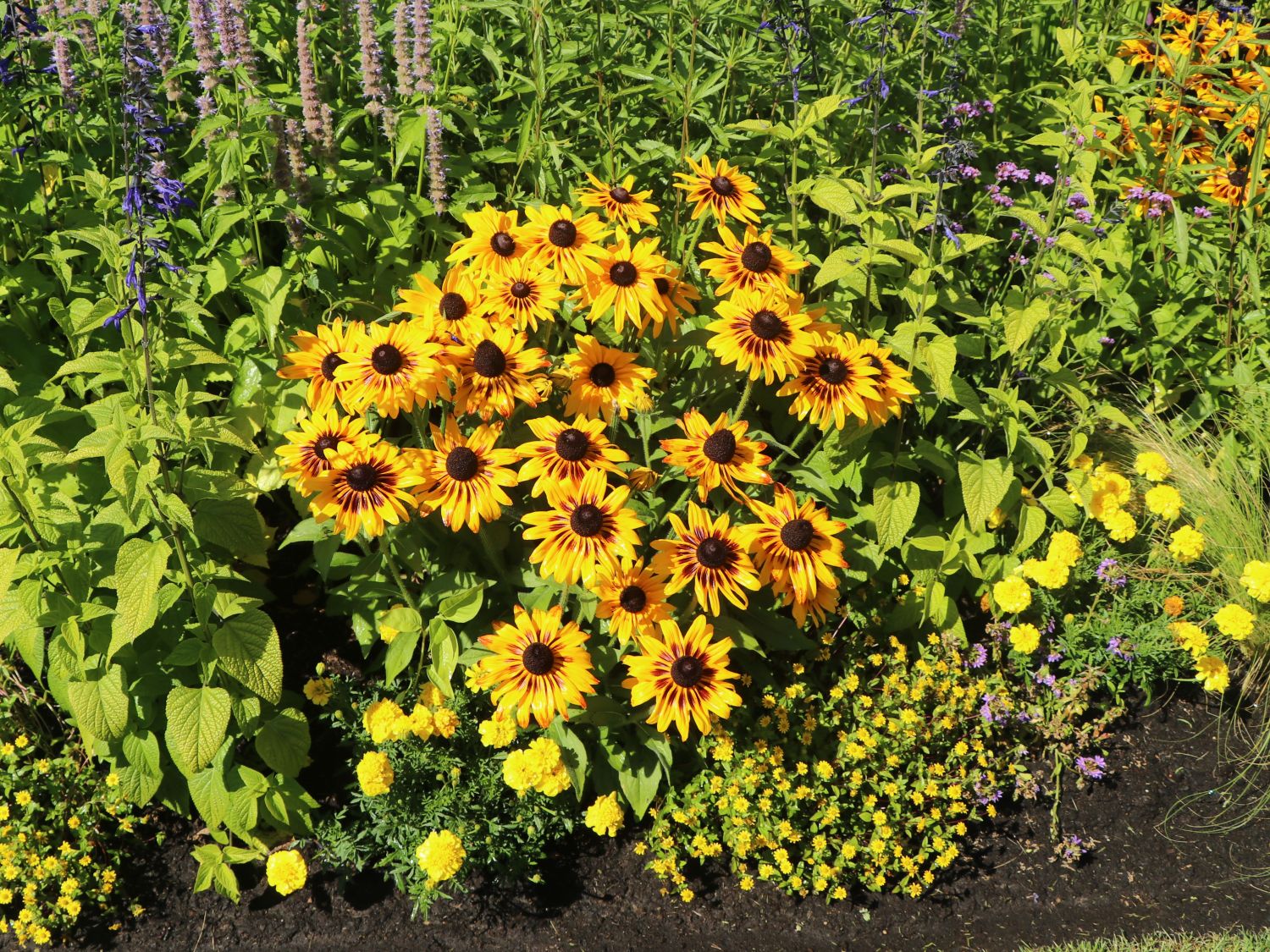 Sonnenhut Sunbeckia ® 'Alicia' - Rudbeckia Sunbeckia ® 'Alicia'