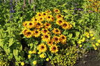 Sonnenhut Sunbeckia ® 'Alicia' - Rudbeckia Sunbeckia ® 'Alicia'