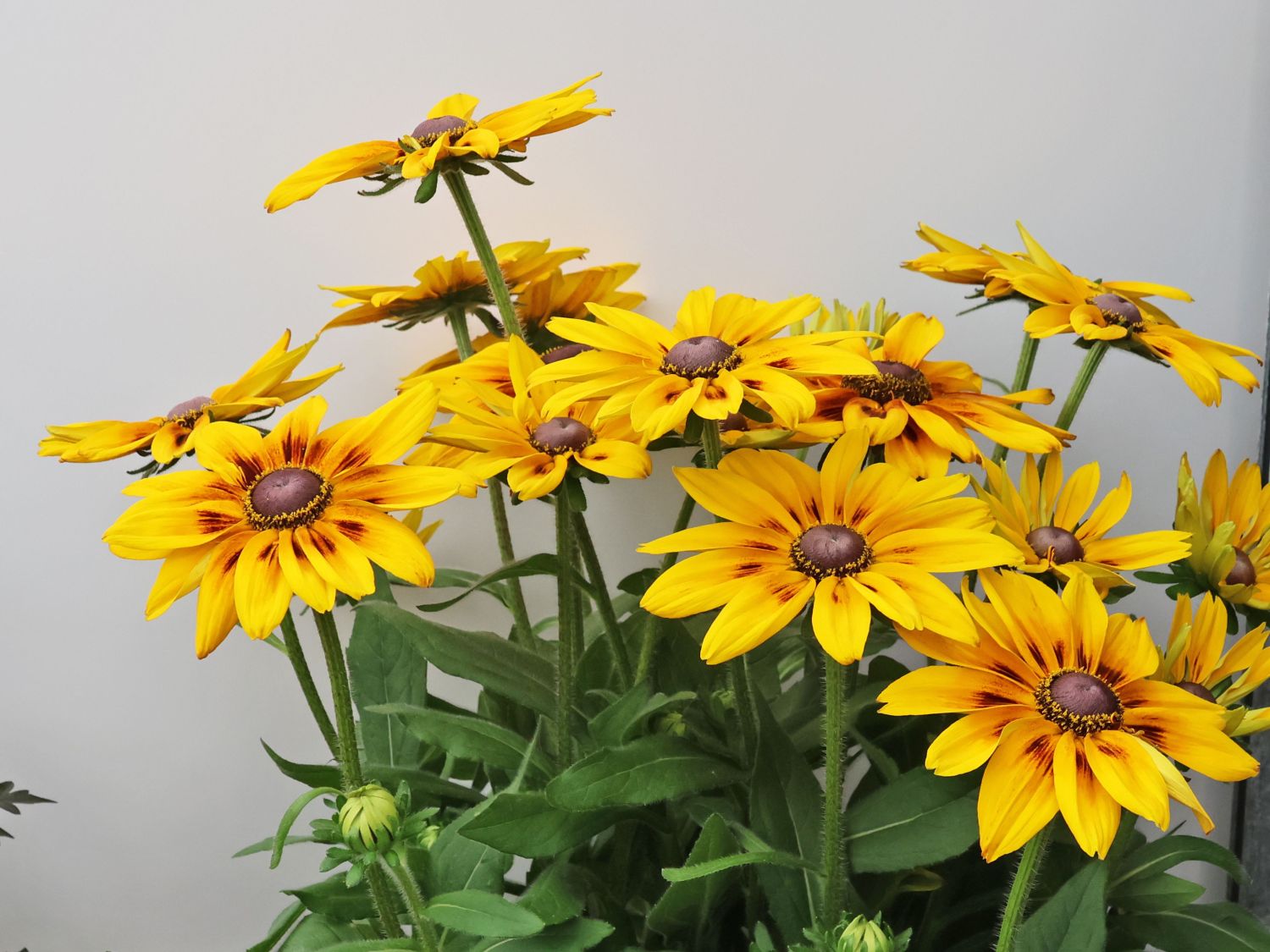 Sonnenhut Sunbeckia ® 'Alicia' - Rudbeckia Sunbeckia ® 'Alicia'