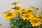 Sonnenhut Sunbeckia ® 'Alicia' - Rudbeckia Sunbeckia ® 'Alicia'