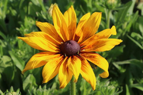 Sonnenhut Sunbeckia ® 'Emelia' - Rudbeckia Sunbeckia ® 'Emelia'