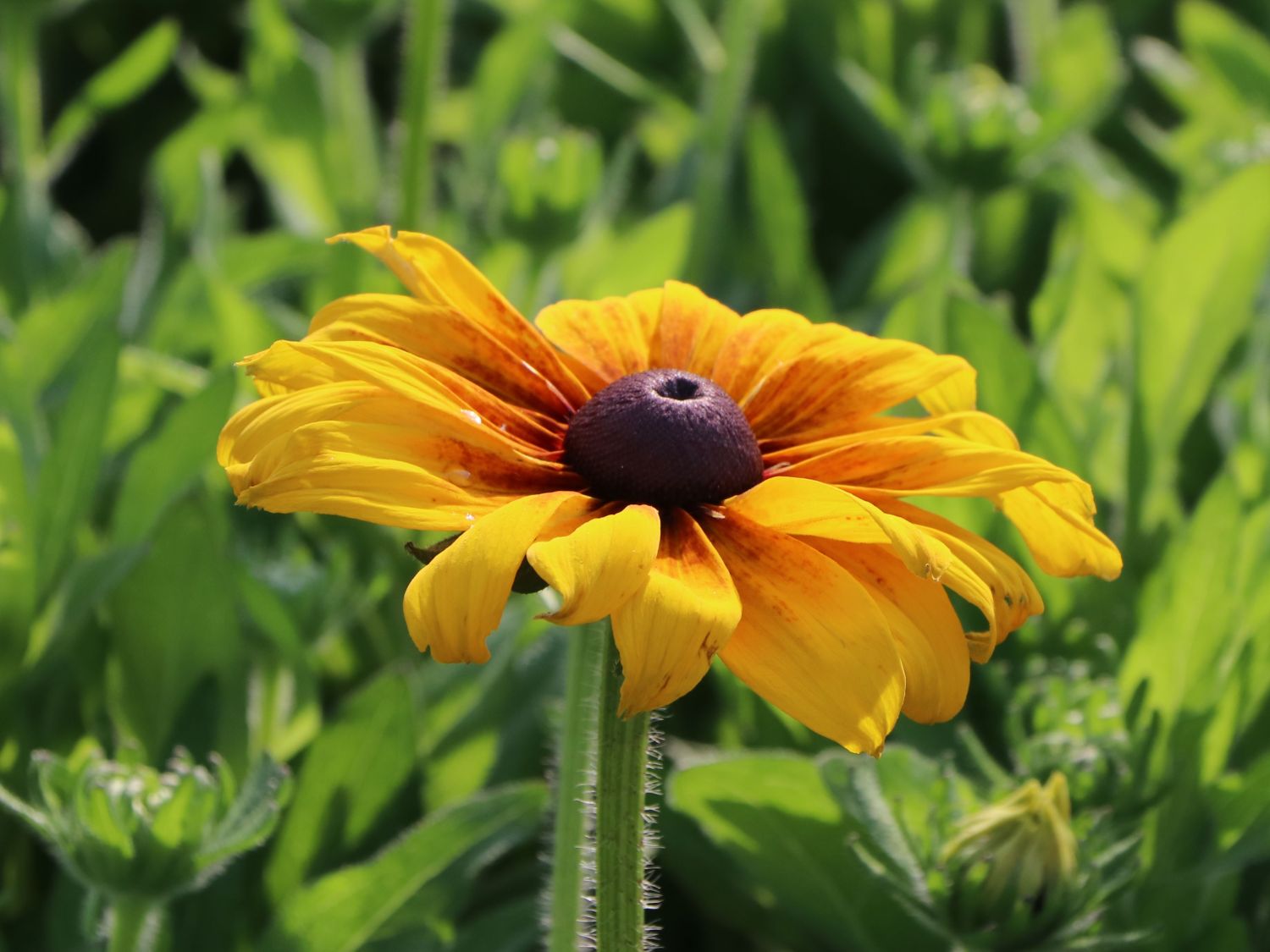 Sonnenhut Sunbeckia ® 'Emelia' - Rudbeckia Sunbeckia ® 'Emelia'