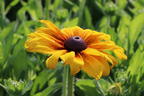 Sonnenhut Sunbeckia ® 'Emelia' - Rudbeckia Sunbeckia ® 'Emelia'