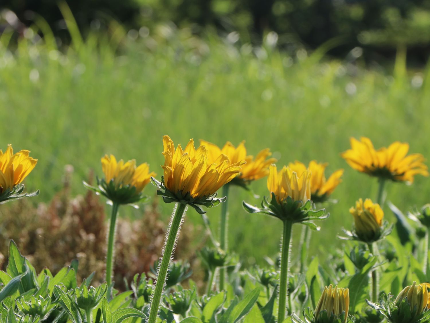 Sonnenhut Sunbeckia ® 'Emelia' - Rudbeckia Sunbeckia ® 'Emelia'
