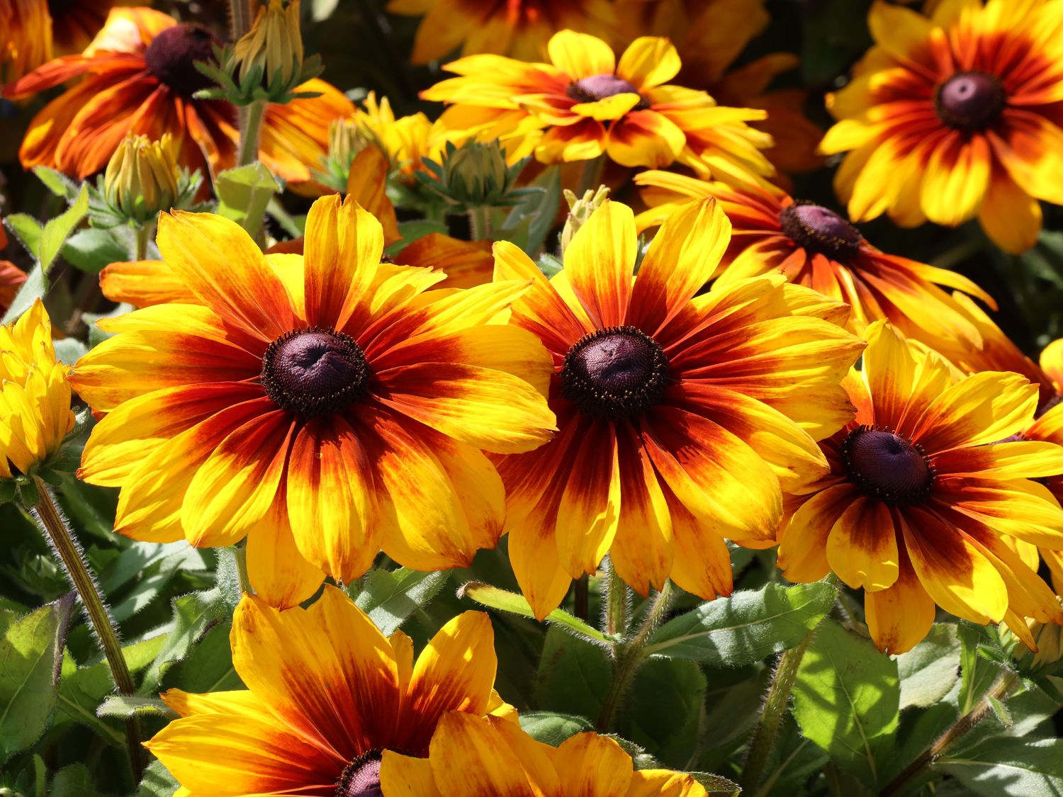 Sonnenhut Sunbeckia ® 'Luna'