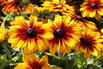 Sonnenhut Sunbeckia ® 'Luna' - Rudbeckia Sunbeckia ® 'Luna'