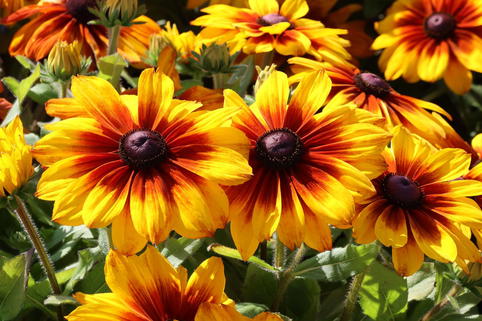 Sonnenhut Sunbeckia ® 'Luna' - Rudbeckia Sunbeckia ® 'Luna'