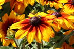Sonnenhut Sunbeckia ® 'Luna' - Rudbeckia Sunbeckia ® 'Luna'