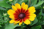Sonnenhut Sunbeckia ® 'Luna' - Rudbeckia Sunbeckia ® 'Luna'