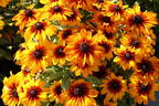 Sonnenhut Sunbeckia ® 'Luna' - Rudbeckia Sunbeckia ® 'Luna'