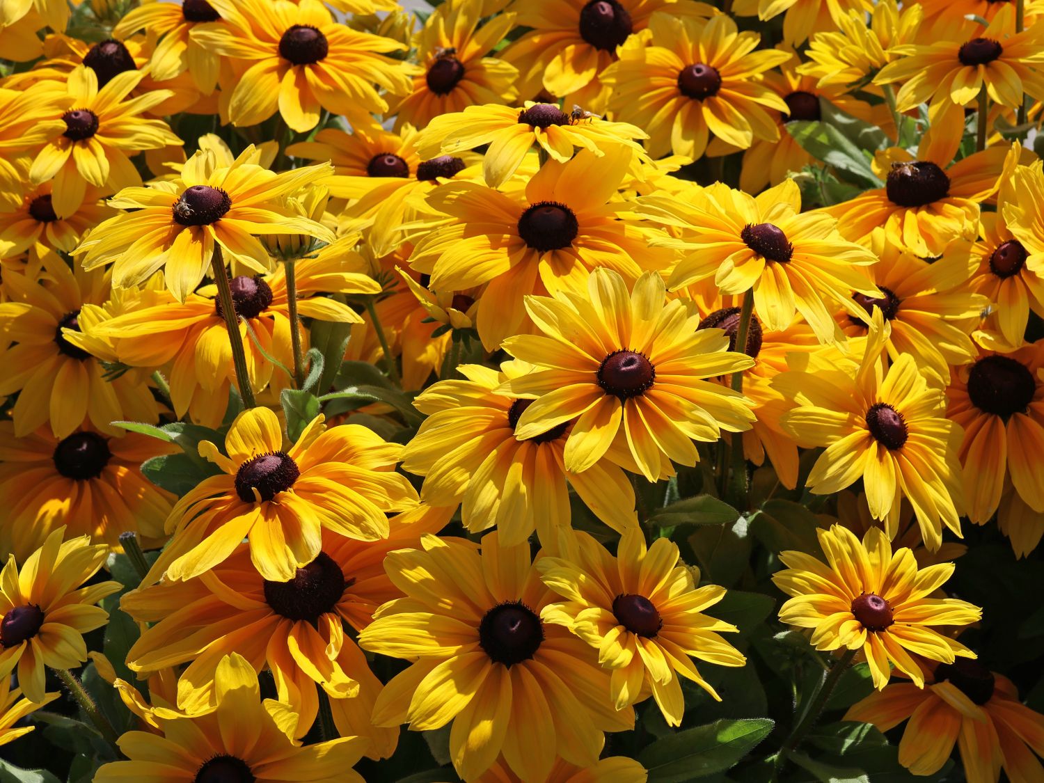 Sonnenhut Sunbeckia ® 'Maya'