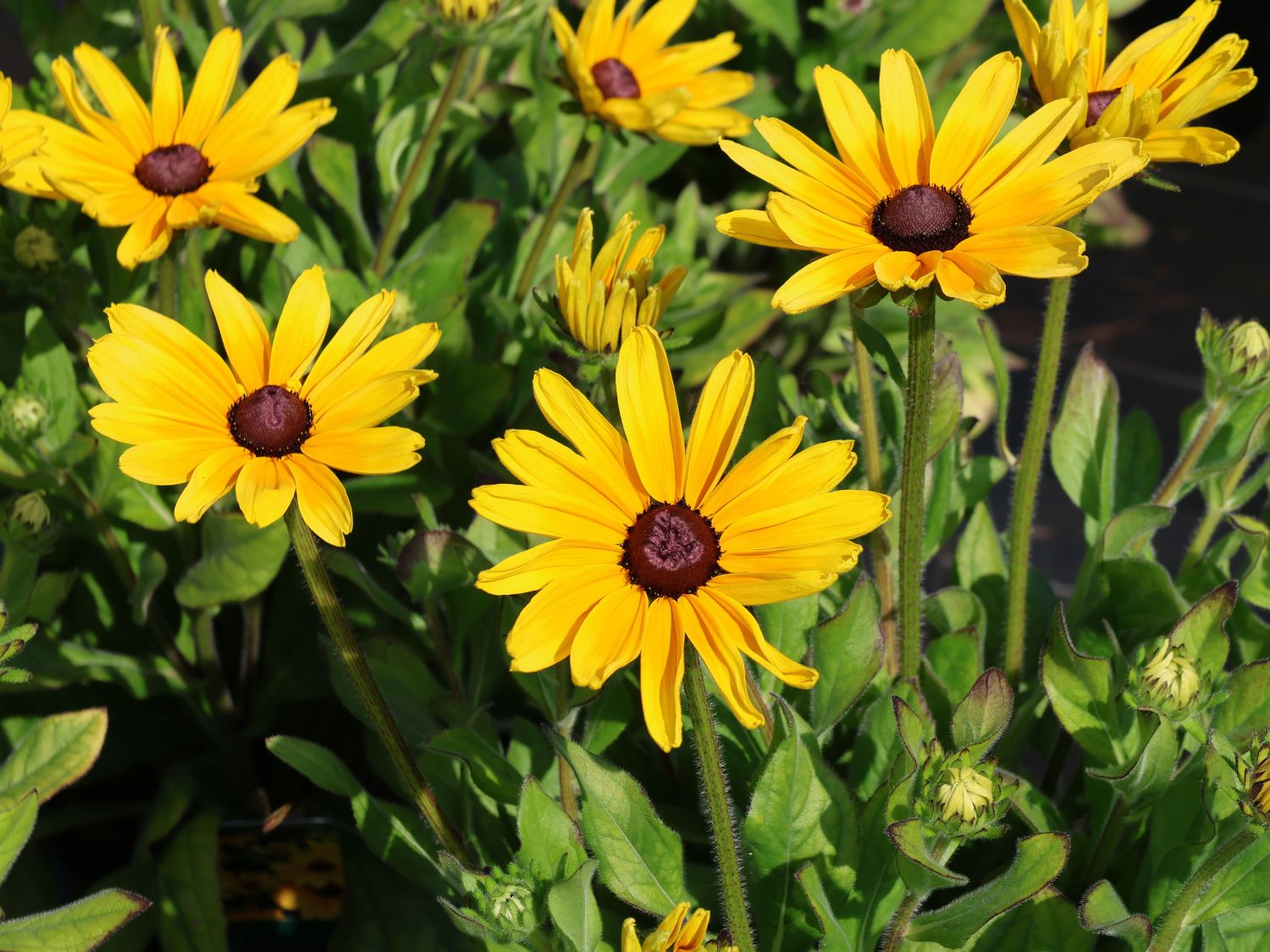 Sonnenhut Sunbeckia ® 'Maya' - Rudbeckia Sunbeckia ® 'Maya'