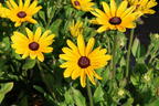 Sonnenhut Sunbeckia ® 'Maya' - Rudbeckia Sunbeckia ® 'Maya'