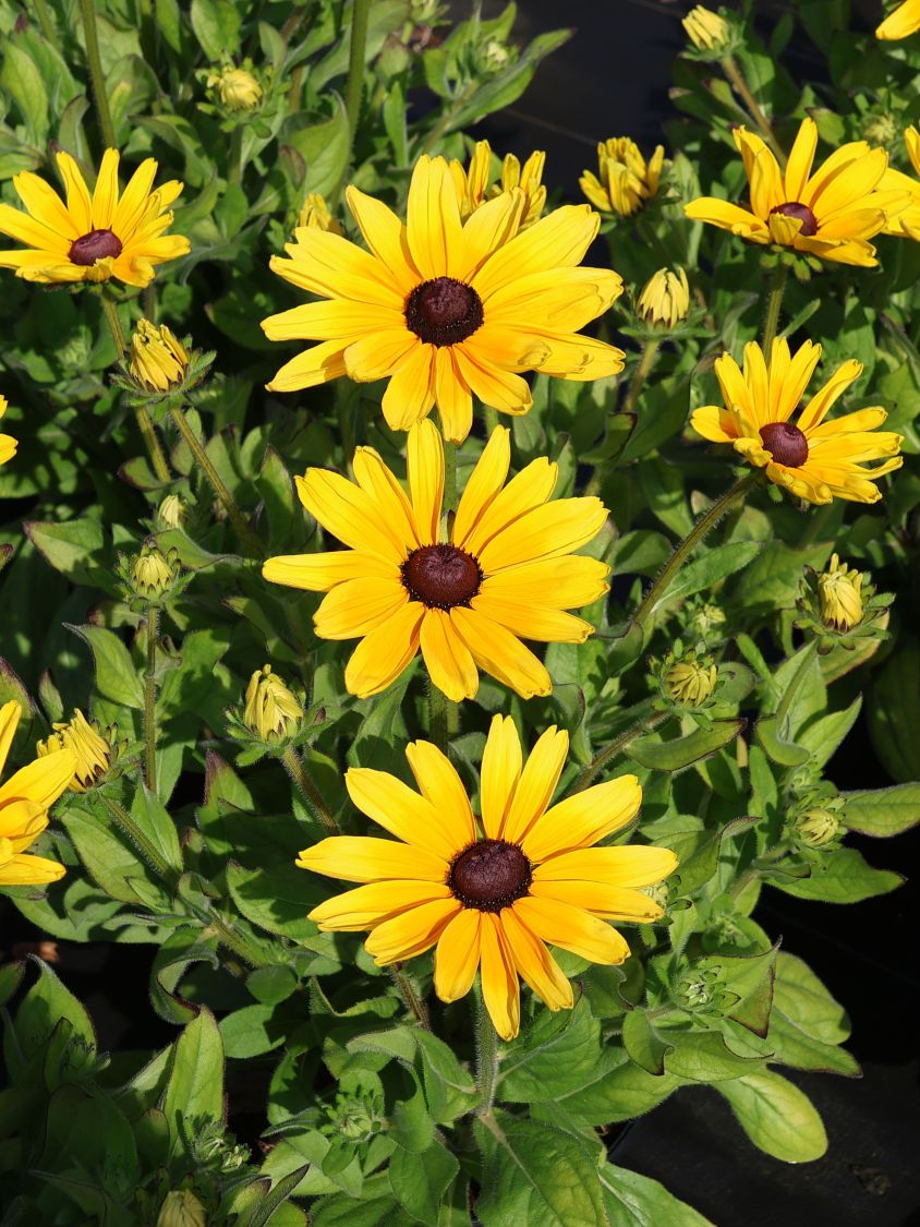 Sonnenhut Sunbeckia ® 'Maya' - Rudbeckia Sunbeckia ® 'Maya'