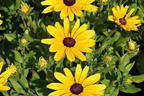 Sonnenhut Sunbeckia ® 'Maya' - Rudbeckia Sunbeckia ® 'Maya'