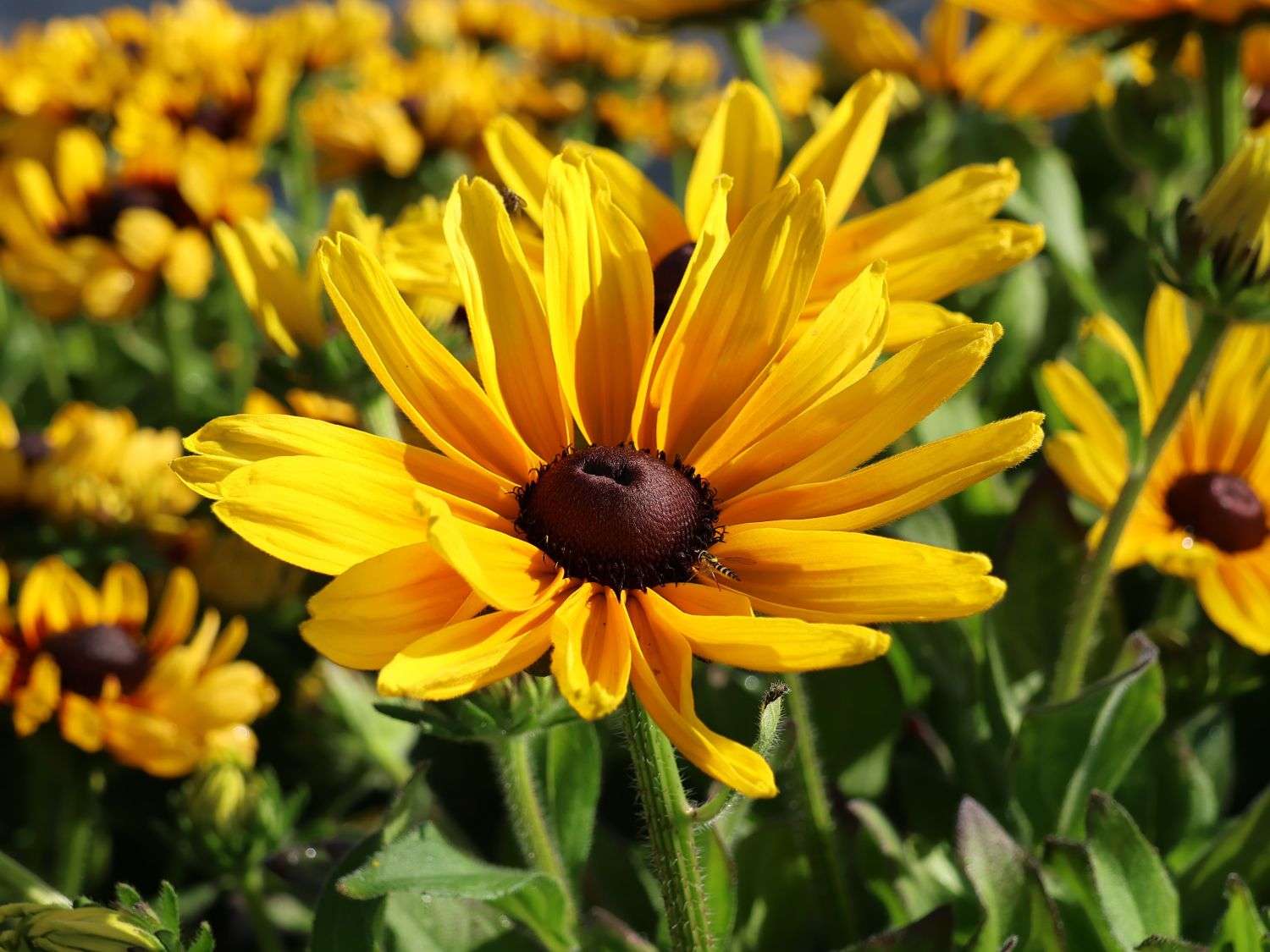 Sonnenhut Sunbeckia ® 'Maya' - Rudbeckia Sunbeckia ® 'Maya'