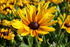 Sonnenhut Sunbeckia ® 'Maya' - Rudbeckia Sunbeckia ® 'Maya'