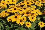 Sonnenhut Sunbeckia ® 'Maya' - Rudbeckia Sunbeckia ® 'Maya'