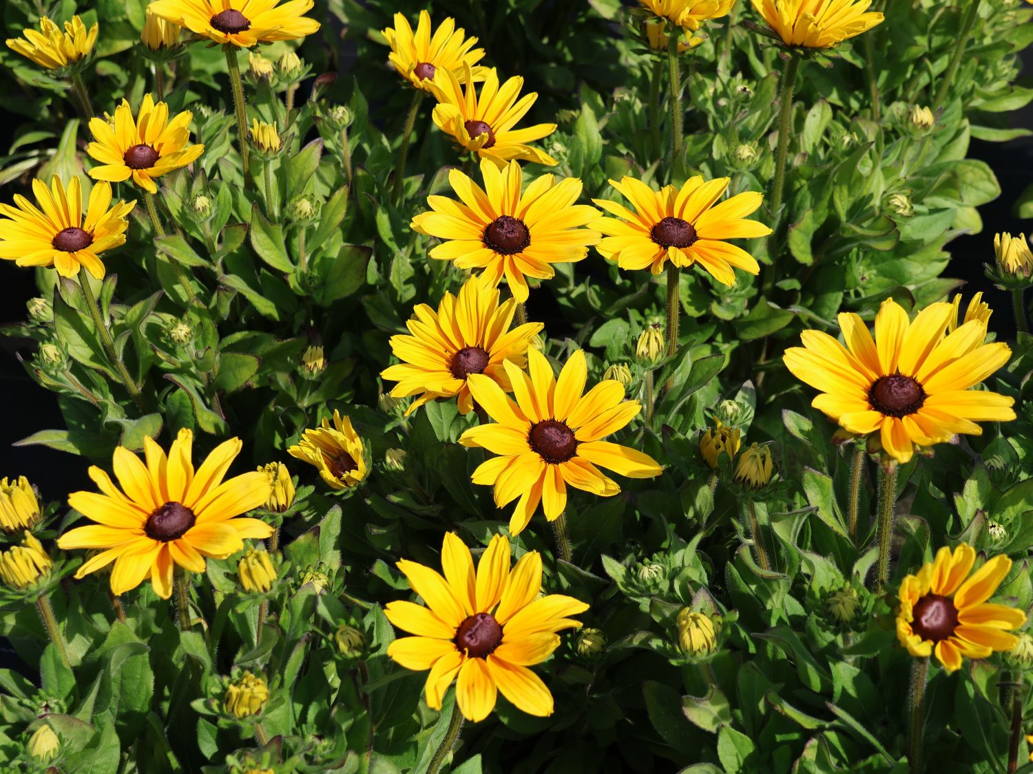 Sonnenhut Sunbeckia ® 'Maya' - Rudbeckia Sunbeckia ® 'Maya'