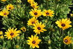 Sonnenhut Sunbeckia ® 'Maya' - Rudbeckia Sunbeckia ® 'Maya'