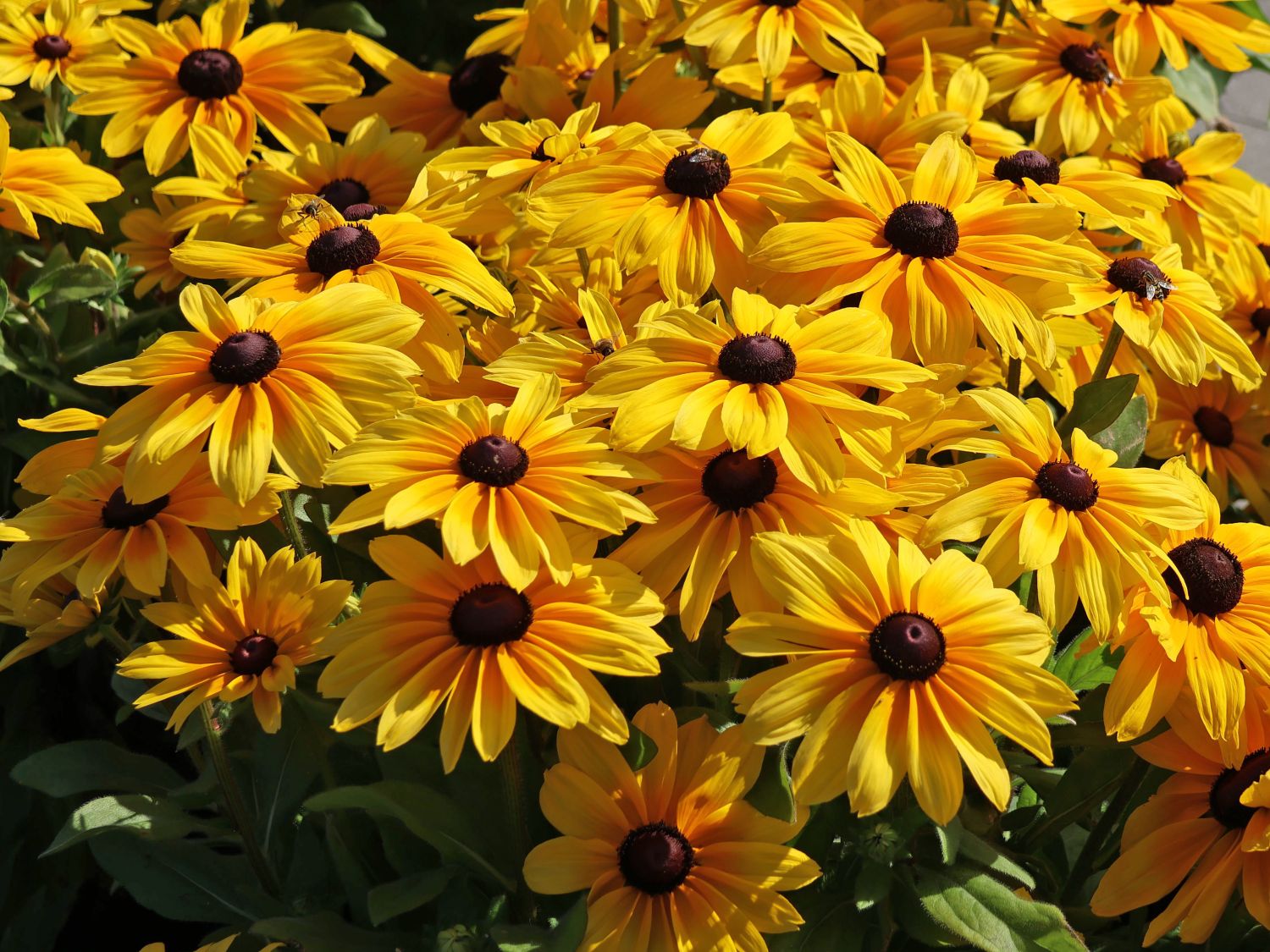 Sonnenhut Sunbeckia ® 'Maya' - Rudbeckia Sunbeckia ® 'Maya'