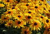 Sonnenhut Sunbeckia ® 'Maya' - Rudbeckia Sunbeckia ® 'Maya'