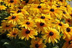 Sonnenhut Sunbeckia ® 'Maya' - Rudbeckia Sunbeckia ® 'Maya'