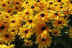 Sonnenhut Sunbeckia ® 'Maya' - Rudbeckia Sunbeckia ® 'Maya'