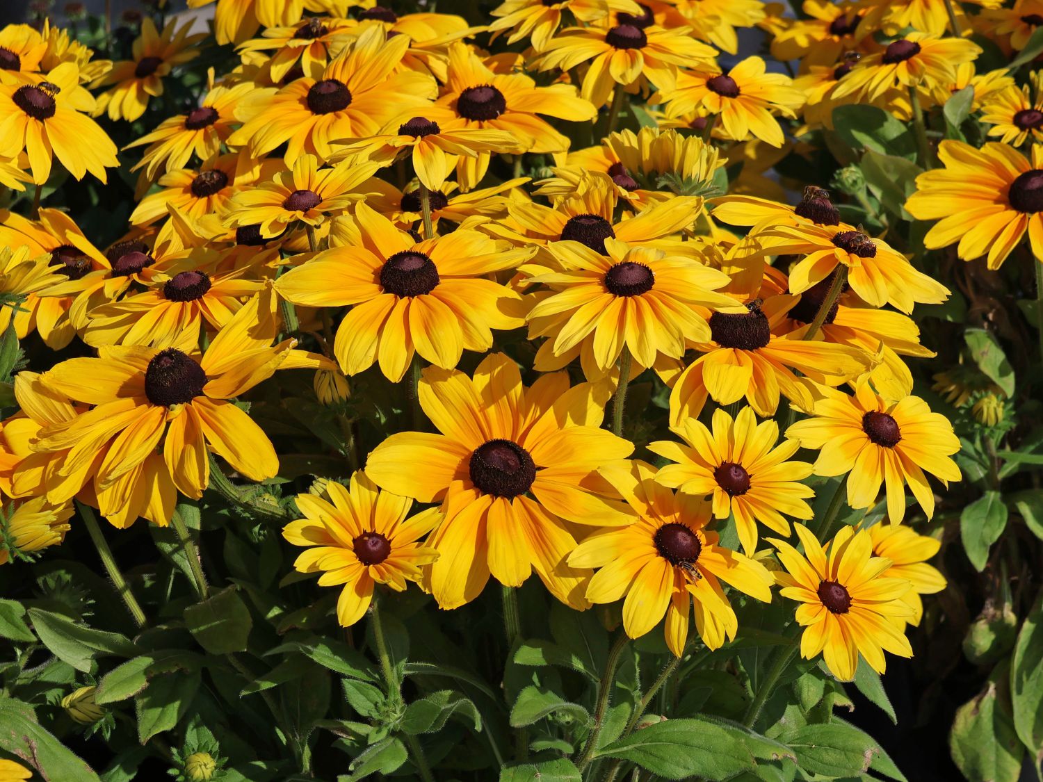 Sonnenhut Sunbeckia ® 'Maya' - Rudbeckia Sunbeckia ® 'Maya'