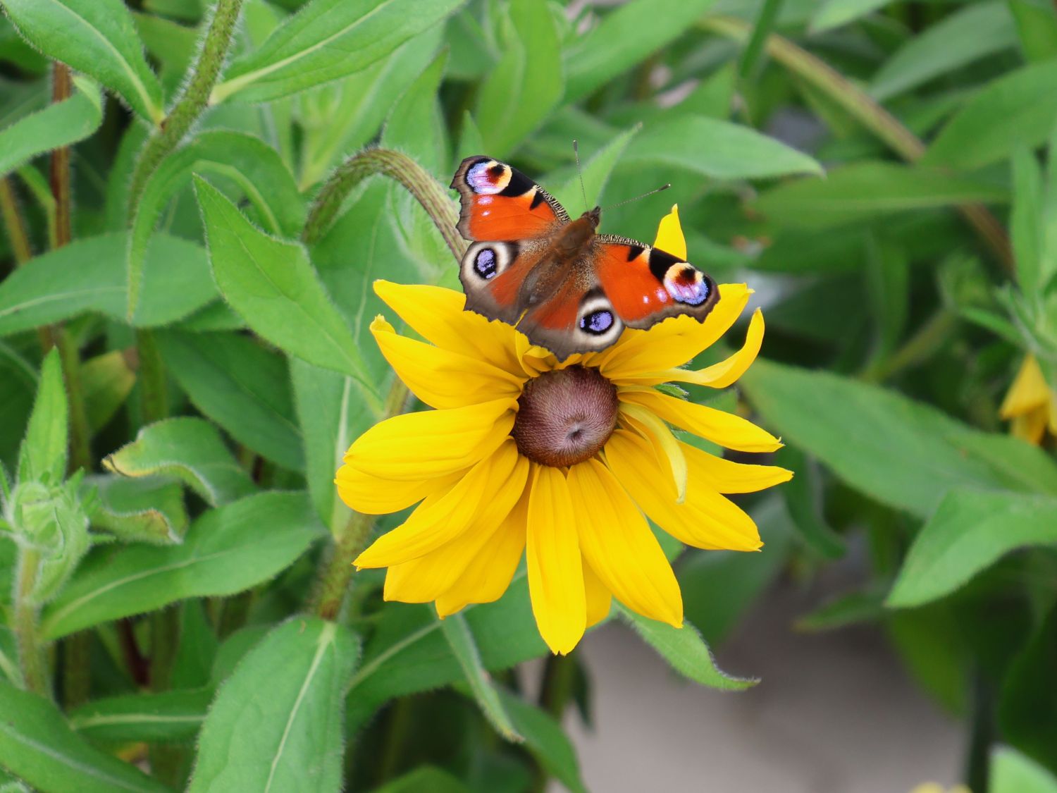 Sonnenhut Sunbeckia ® 'Maya' - Rudbeckia Sunbeckia ® 'Maya'