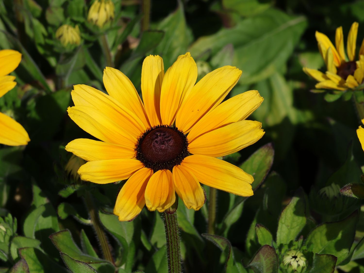 Sonnenhut Sunbeckia ® 'Maya' - Rudbeckia Sunbeckia ® 'Maya'