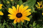 Sonnenhut Sunbeckia ® 'Maya' - Rudbeckia Sunbeckia ® 'Maya'
