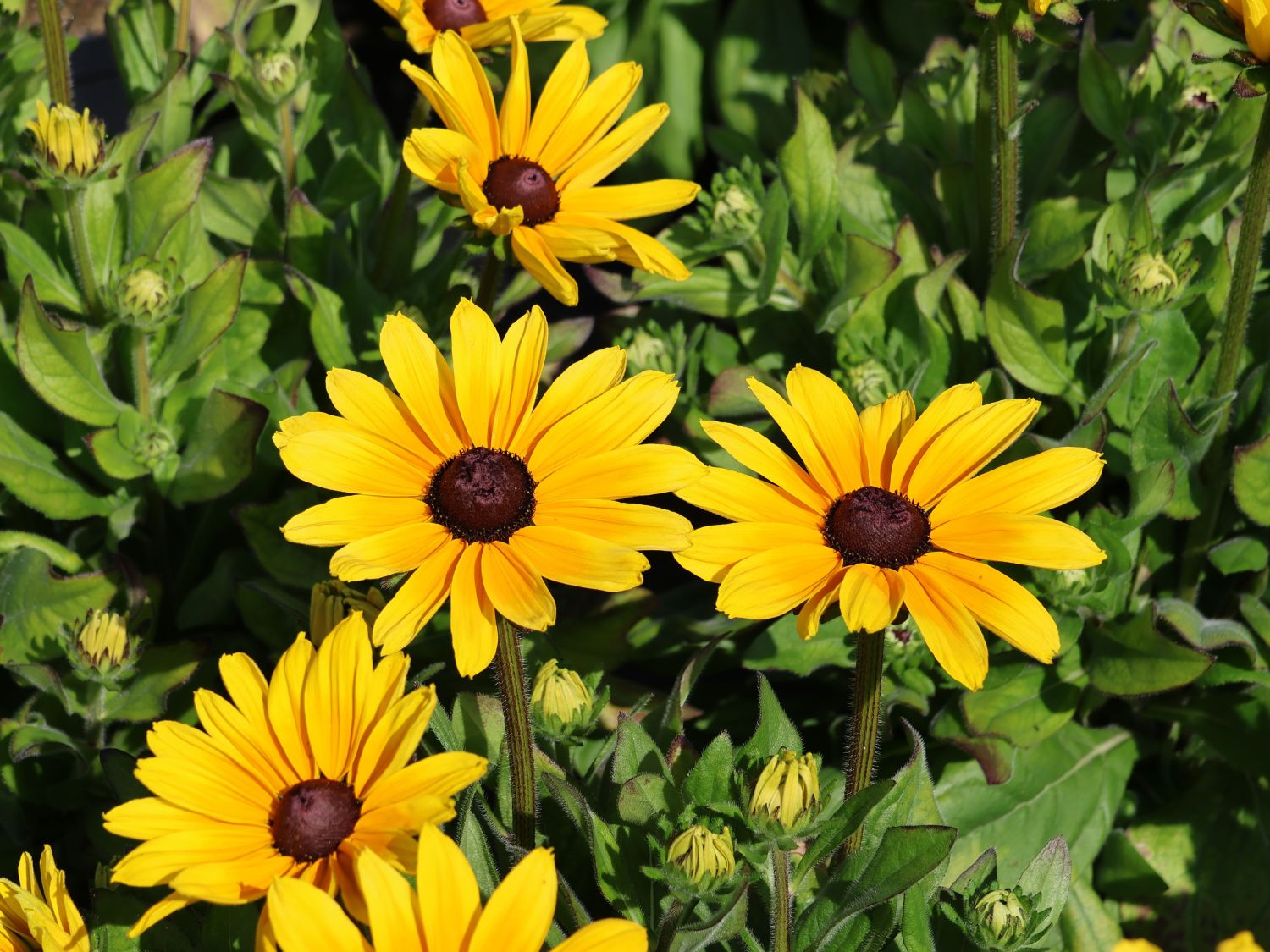Sonnenhut Sunbeckia ® 'Maya' - Rudbeckia Sunbeckia ® 'Maya'