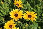 Sonnenhut Sunbeckia ® 'Maya' - Rudbeckia Sunbeckia ® 'Maya'