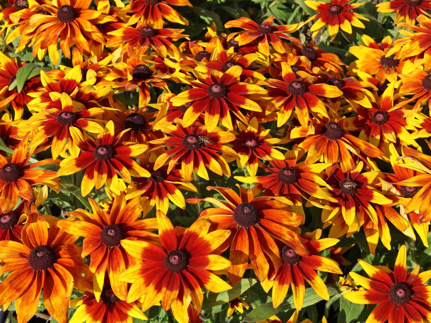 Sonnenhut Sunbeckia ® 'Mia'
