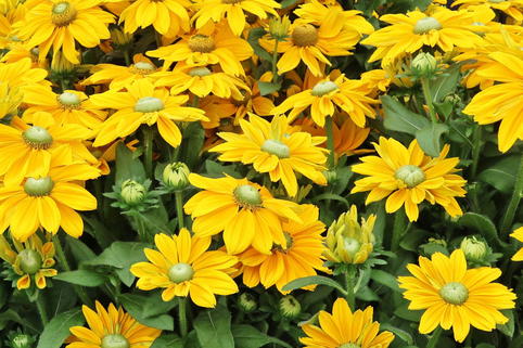 Sonnenhut Sunbeckia ® 'Olivia' - Rudbeckia Sunbeckia ® 'Olivia'
