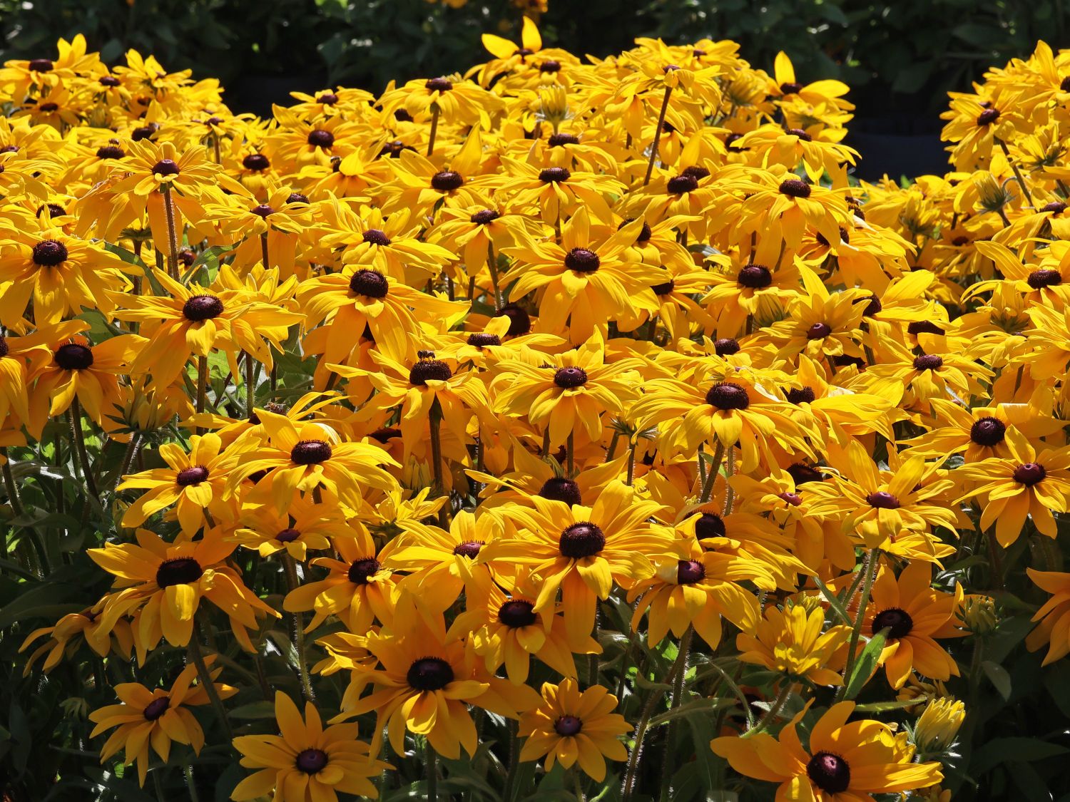 Sonnenhut Sunbeckia ® 'Paulina'