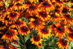 Sonnenhut Sunbeckia ® 'Sarah' - Rudbeckia Sunbeckia ® 'Sarah'