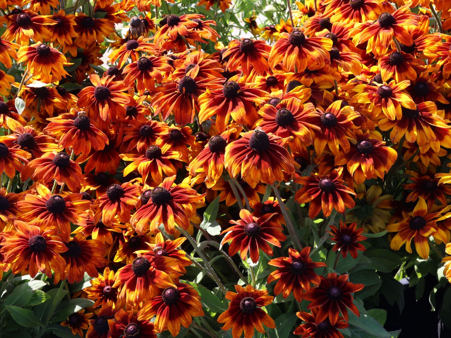 Sonnenhut Sunbeckia ® 'Sarah' - Rudbeckia Sunbeckia ® 'Sarah'