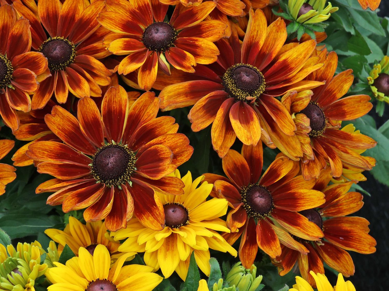 Sonnenhut Sunbeckia ® 'Sarah' - Rudbeckia Sunbeckia ® 'Sarah'