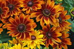 Sonnenhut Sunbeckia ® 'Sarah' - Rudbeckia Sunbeckia ® 'Sarah'