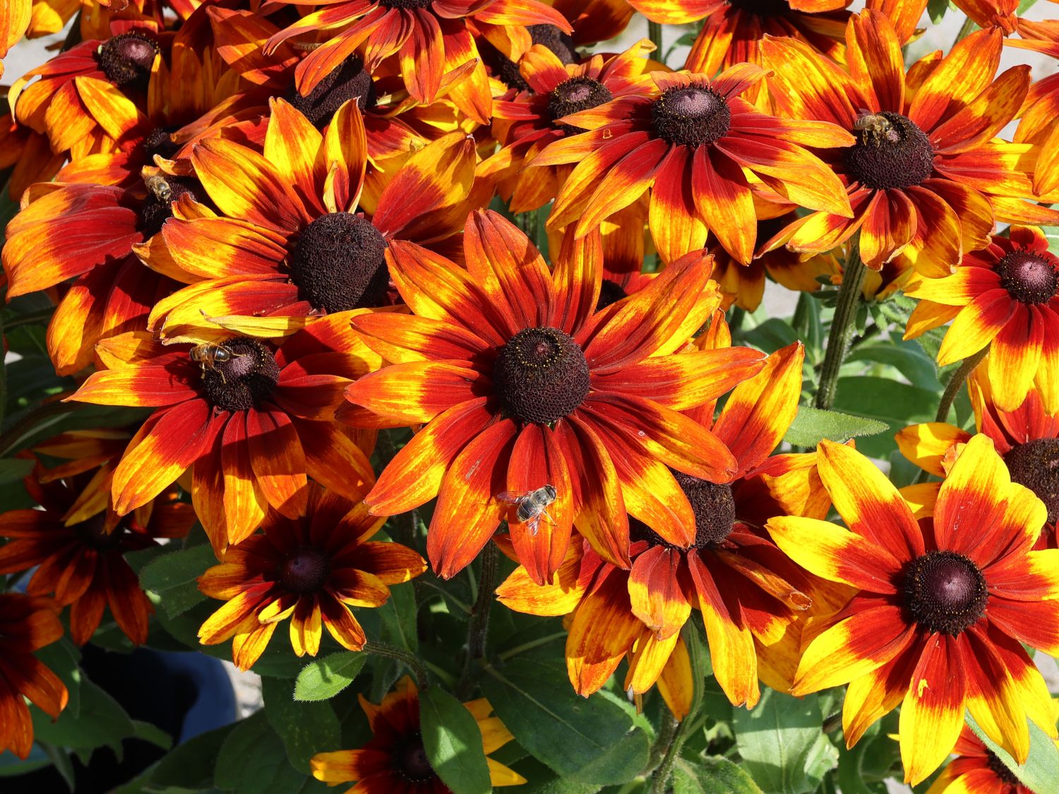 Sonnenhut Sunbeckia ® 'Sarah' - Rudbeckia Sunbeckia ® 'Sarah'