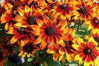 Sonnenhut Sunbeckia ® 'Sarah' - Rudbeckia Sunbeckia ® 'Sarah'