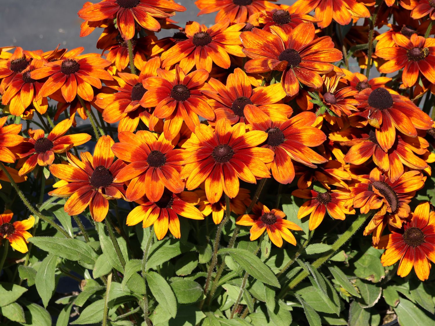 Sonnenhut Sunbeckia ® 'Sarah' - Rudbeckia Sunbeckia ® 'Sarah'