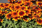 Sonnenhut Sunbeckia ® 'Sarah' - Rudbeckia Sunbeckia ® 'Sarah'
