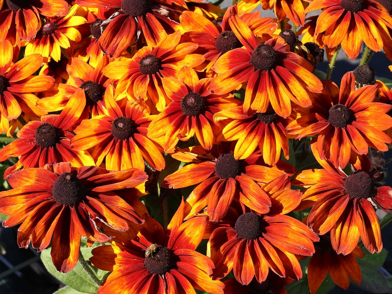 Sonnenhut Sunbeckia ® 'Sarah' - Rudbeckia Sunbeckia ® 'Sarah'