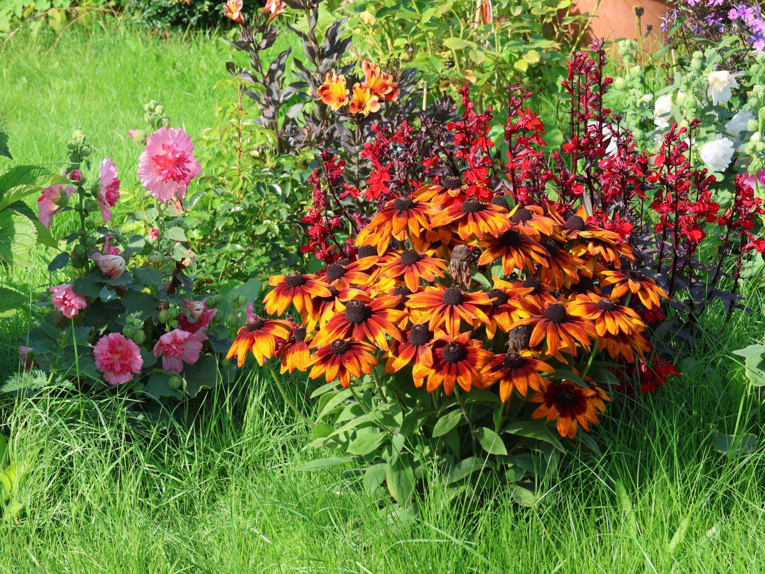 Sonnenhut Sunbeckia ® 'Sarah' - Rudbeckia Sunbeckia ® 'Sarah'