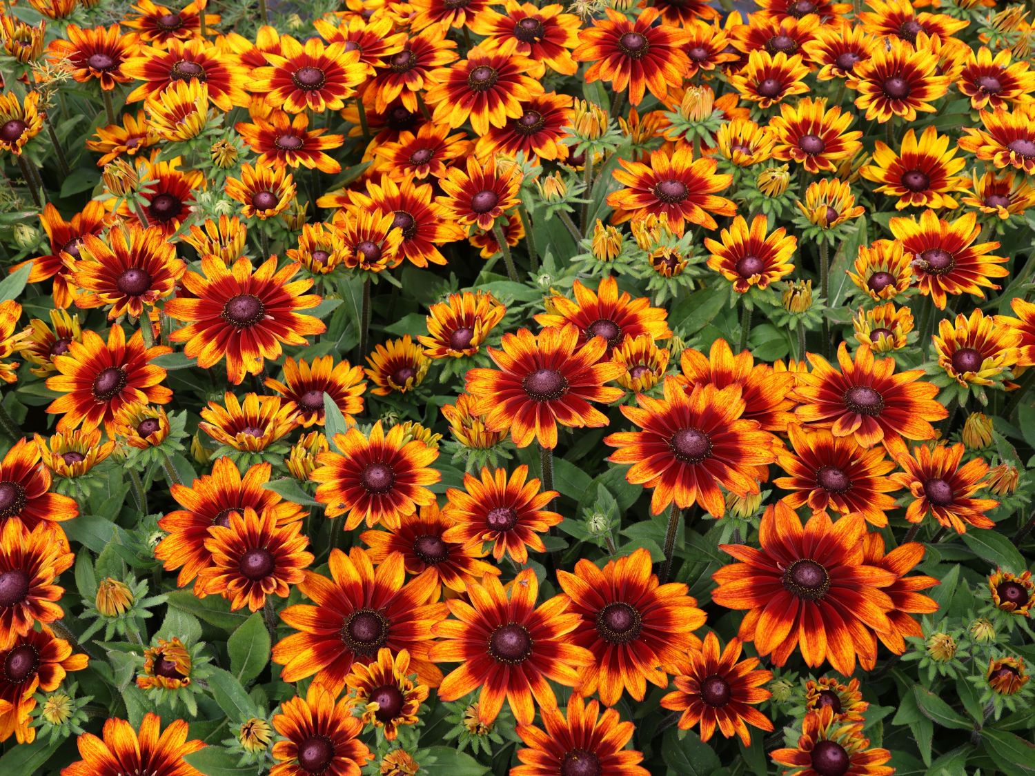 Sonnenhut Sunbeckia ® 'Sarah' - Rudbeckia Sunbeckia ® 'Sarah'